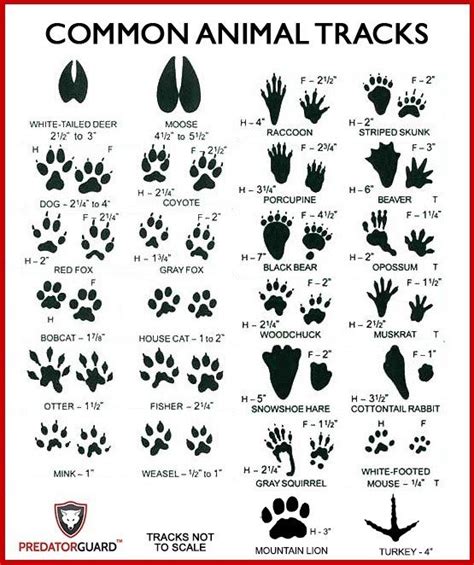 How To Identify Signs Of Wild Animals Predator Guard