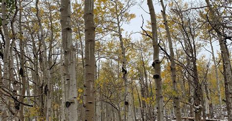 Pando The Worlds Largest Organism Is Dying Thanks To Humans — Quartz