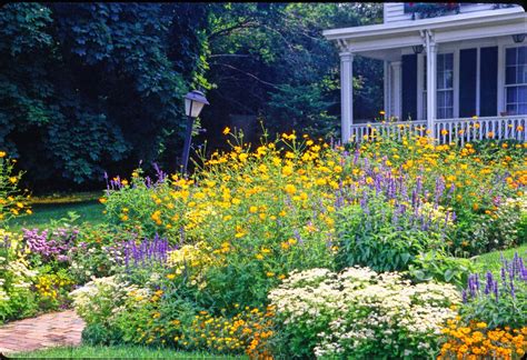 Maine Wildflowers