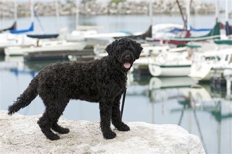 Water Dog Breeds The Smart Dog Guide