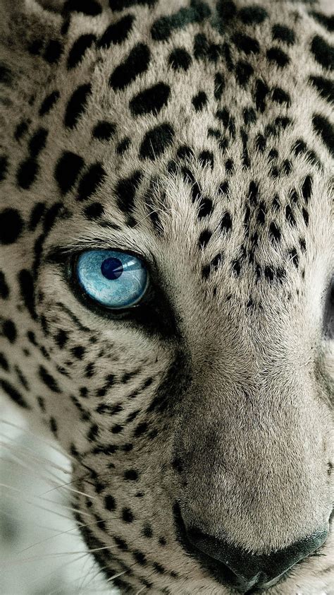 Snow Leopard Blue Eye Best Htc One Hd Phone Wallpaper Pxfuel
