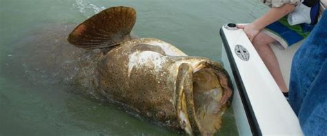 A Goliath Grouper Caught By Fishermen In Florida Is Brought To The Side