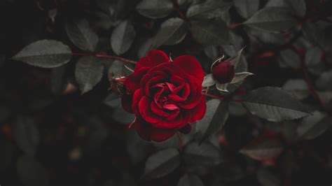 2560x1440 awesome background hd wallpaper free download>. Download Wallpaper 2560x1440 Red rose, darkness QHD Background