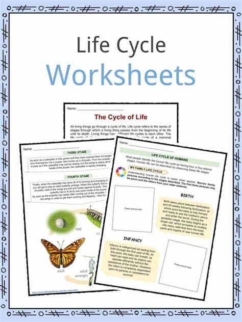 Life Cycle Facts Worksheets Examples And Stages Of Life For Kids