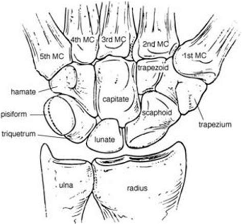 * notice that the kidneys are not labeled on this picture. Working With Wrist Pain in Yoga?