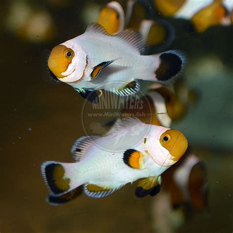 We did not find results for: Amphiprion ocellaris "Wyoming White" Clownfish - Shop ...