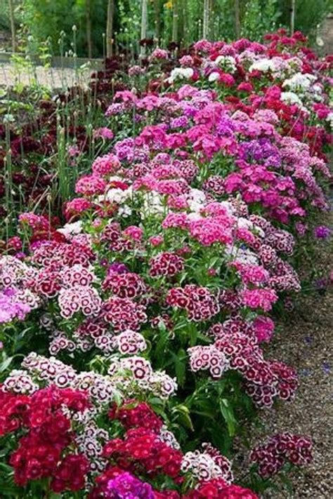 An extensive document that shares the best annual and perennial flowers (pdf): Perennial. Low growing plant for walkways, borders or ...