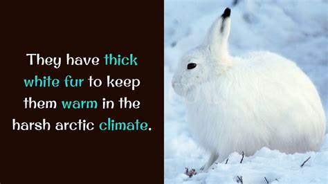 Arctic Hare Fun Facts Arctic Hare Facts And Adaptations Lepus