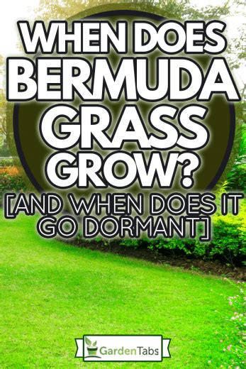 When Does Bermuda Grass Grow And When Does It Go Dormant