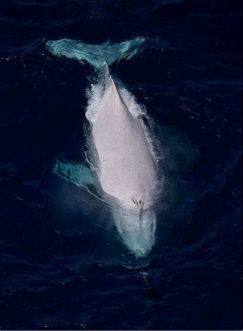 Mesmerizing White Humpback Whale Spotted Off The Coast Of Australia