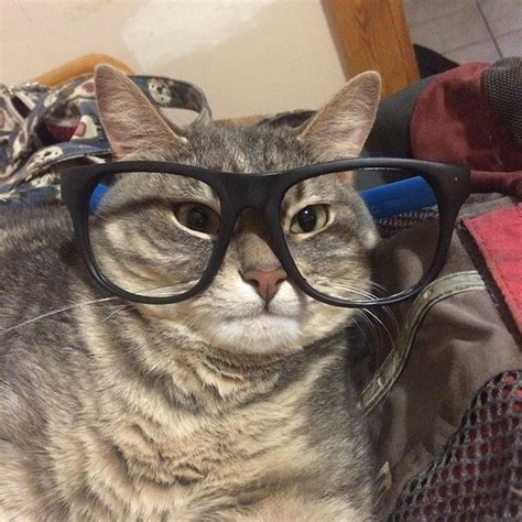 15 Cats In Glasses That Have Purr Fected The Look Sheknows