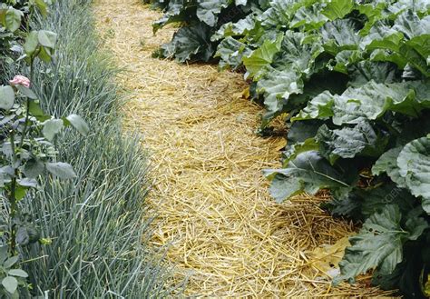 Straw Mulch Stock Image B8610118 Science Photo Library