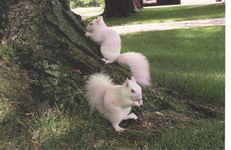 Colony Of White Squirrels Albino Animals Rare Albino Animals Cute