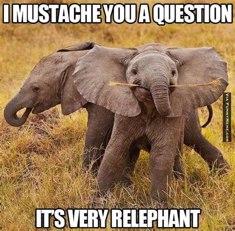 Elephant Funny Mustache Animal Memes Its Very Relephant