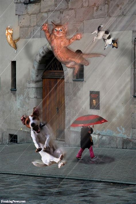 17 Best Images About Raining Cats And Dogs On Pinterest Rain Mutts