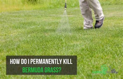 Will Roundup Kill Bermuda Grass Quick Answer