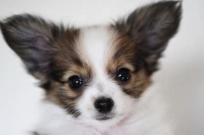 Beautiful papillon puppy looking at you. Rules of the Jungle: Papillon puppies