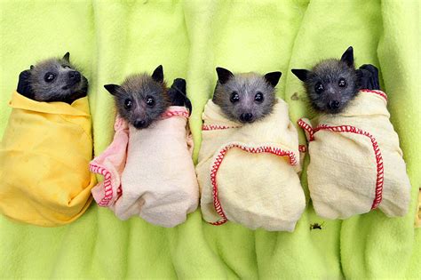Orphaned Baby Bats Which Are Rescued Are Wrapped Snugly In Blankets To