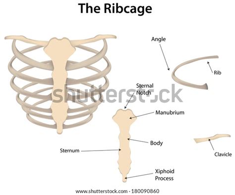 Rib Cage Labeled Draw A Well Labelled Diagram Of The Rib And Rib Cage
