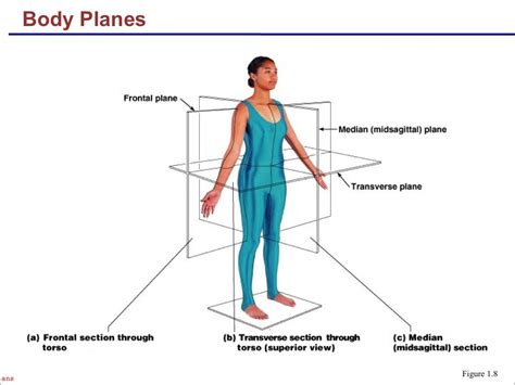 Pin On Anatomy Revision