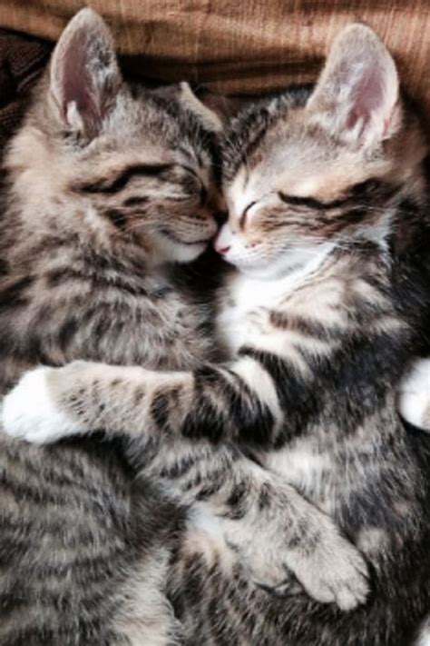 Cute Kitties Cuddling Together In Their Sleep Cutenessoverload Socute