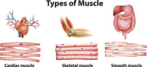 Click on the name of a muscle for a page about that muscle (works for most labels). Types of Muscles - Kids Biology | Skeletal muscle, Types of muscles, Muscular system