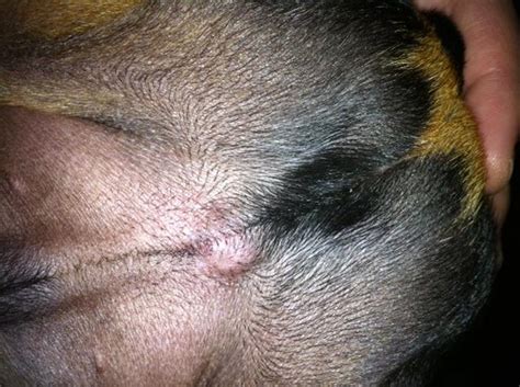 Puppy Neutering Incision Lump Puppy Forum And Dog Forums