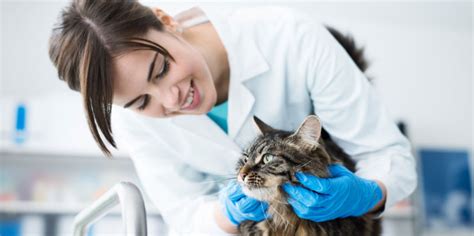 Cat Care St Marys Veterinary Hospital