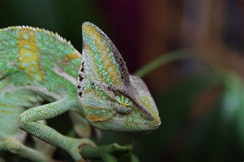Chameleon Hd Wallpapers Backgrounds