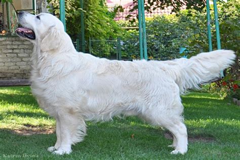 For more information on wisconsin state licensing requirements for dog breeders, please visit the wisconsin department of agriculture, trade. Summer Brook - English Cream Golden Retriever Breeder