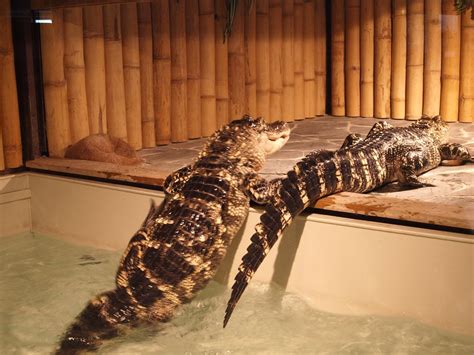 American Alligators Zoochat