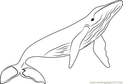 Coloring Pages Of Whales