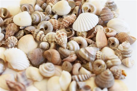Bulk 12 Lb 600 Tiny Indian Ocean Shells Mix Mini Shells 14 Seashells Crafts Beach Decor