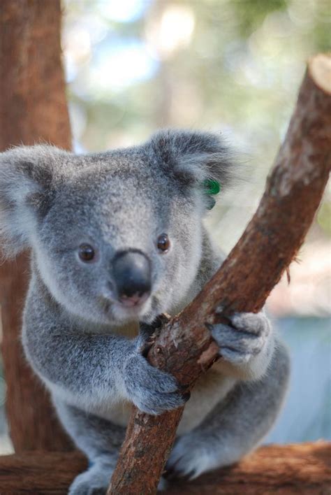 673 Best Images About Animals Koala On Pinterest Mothers A Tree And Zoos