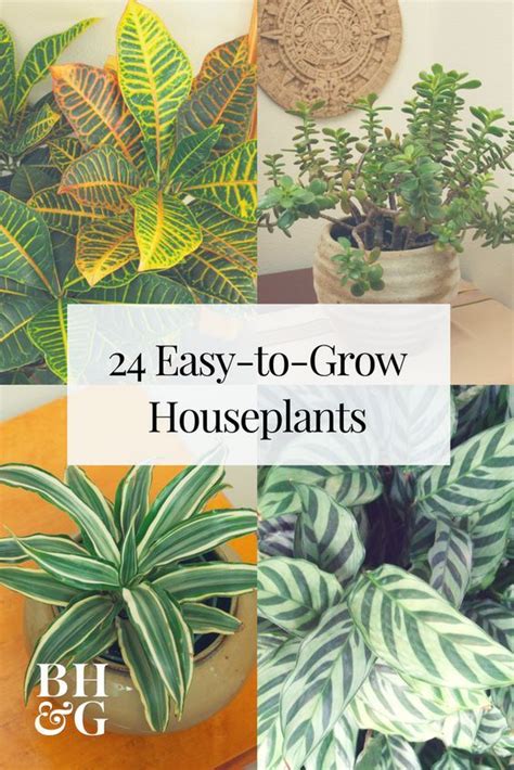 23 Of The Easiest Houseplants You Can Grow Easy To Grow Houseplants
