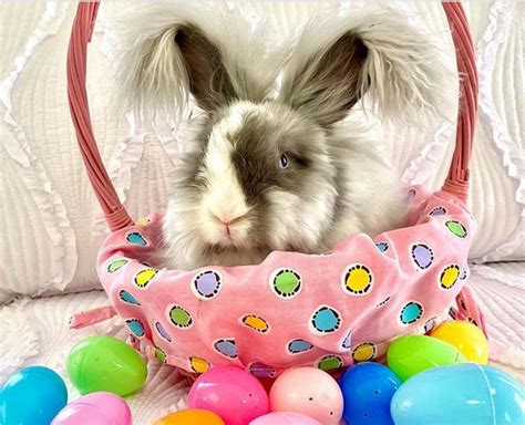 15 Cute Pictures Of Easter Bunnies To Make You Feel Easter Spirit