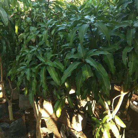 Jenis buah mangga harum manis memiliki sentra budidaya di daerah probolinggo, jawa timur. Jual Pohon Mangga Harum Manis Siap Buah Tinggi 1.5 Meter ...