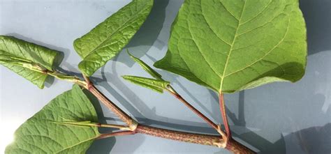 Een test van waterschap r. Herken de Japanse duizendknoop in uw tuin | Scheldestromen