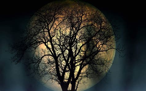 Full Moon Lonely Tree In The Night 4k Resolution Dark
