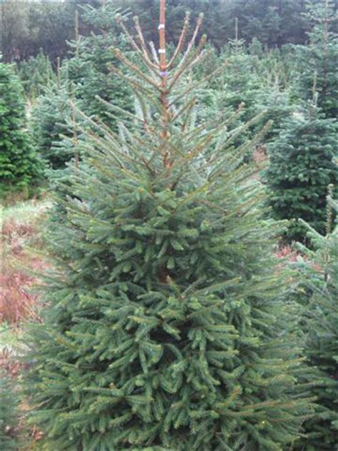 It's suitable for cold climates and will thrive even through the harshest winters in the usa. Norway Spruce Xmas Trees Freshly Cut Scottish Christmas Trees