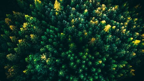 Green Trees Wallpaper 4k Forest Aerial View Nature 2158