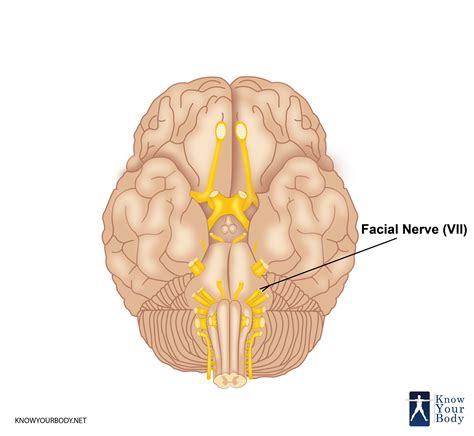 Facial Nerve Cn Branches Innervation Function And Faqs