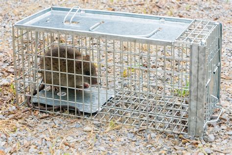 The Benefits Of Using Live Rat Traps Empire Pest Control London
