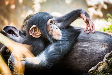 Western Common Chimpanzee Zoochat