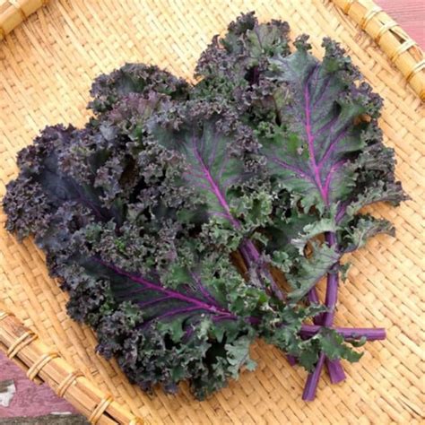 Usa Seller Baltic Red Kale 25 Seeds Heirloom Brassica Oleracea Etsy
