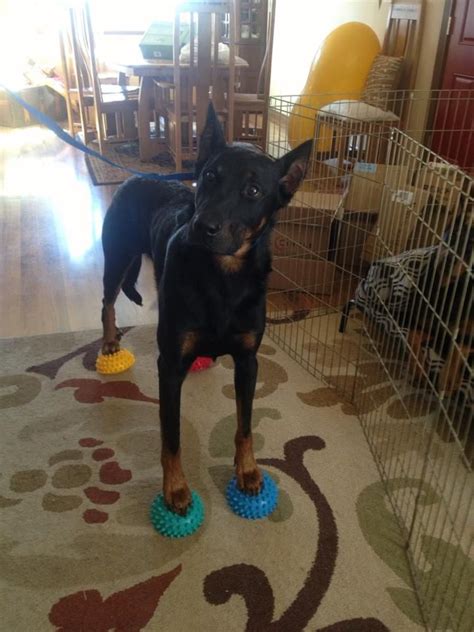 Our vaccination clinics provide affordable, quality veterinary care in a convenient and nearby setting. This Beautiful Beauceron sure knows a thing or two about ...