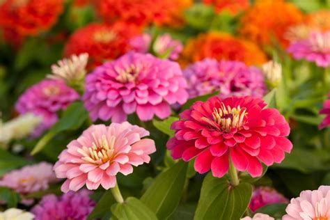 Best Summer Flowers To Grow Kellogg Garden Organics