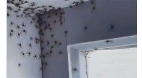 Too Many Spiders This Bedroom Infestation Is What Nightmares Are Made