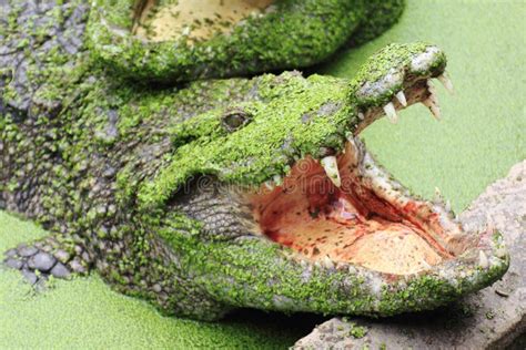 Close Up Crocodile With Mouth Open Stock Image Image Of Carnivore
