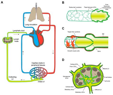Cells Free Full Text Mechanisms And Clinical Significance Of Tumor